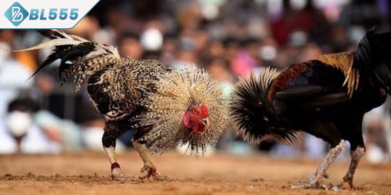 Quy trình từng bước
